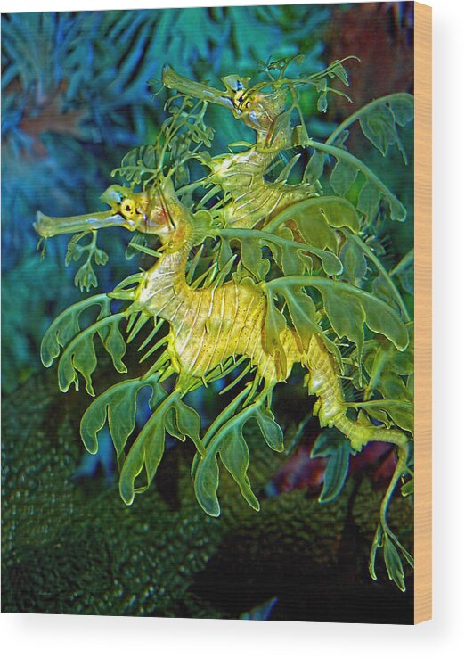 Seadragons Wood Print featuring the photograph Leafy Sea Dragons by Donna Proctor