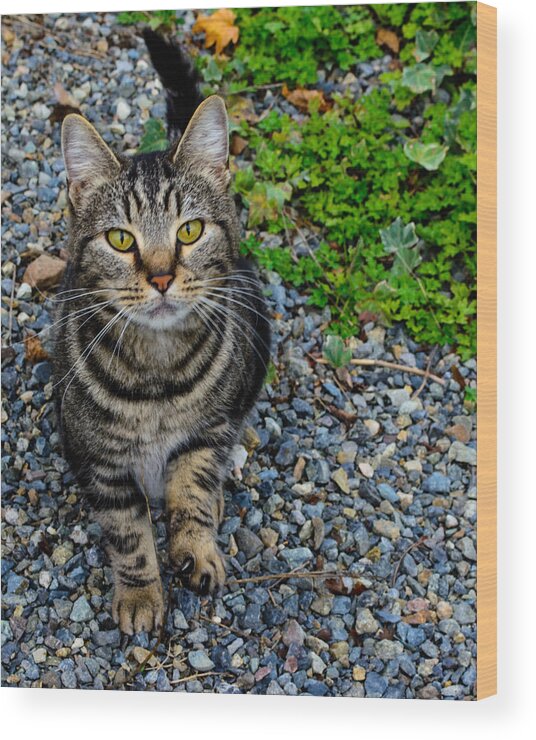 Feline Wood Print featuring the photograph Let's be friends by Tikvah's Hope