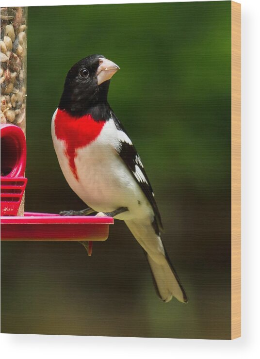 Rose Breasted Grosbeak Wood Print featuring the photograph Like my new suit? by Robert L Jackson