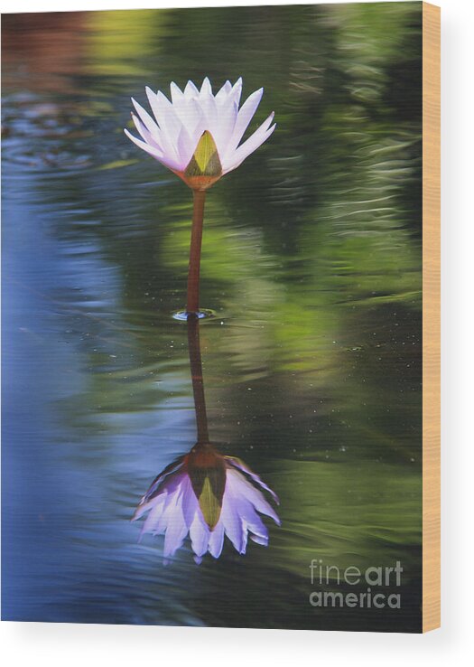 Water Lily Wood Print featuring the photograph Lily Reflection by Jennifer Ludlum