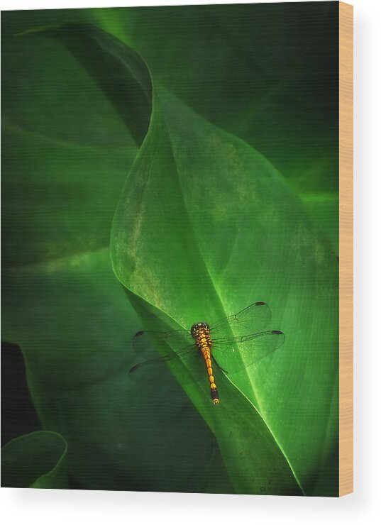 Nature Wood Print featuring the photograph Little Dragon in Dappled Shade by Deborah Smith