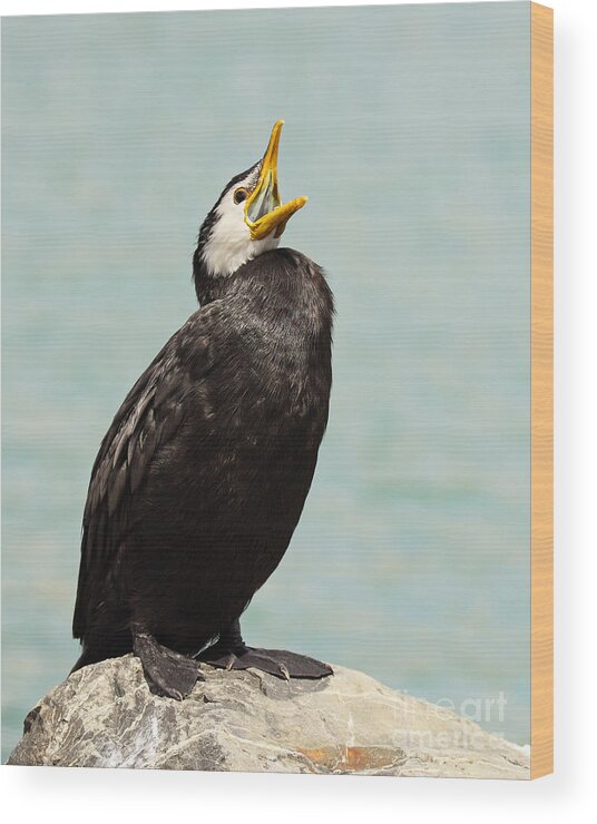 Behavior Wood Print featuring the photograph Little Pied Shag Calling Out by Max Allen