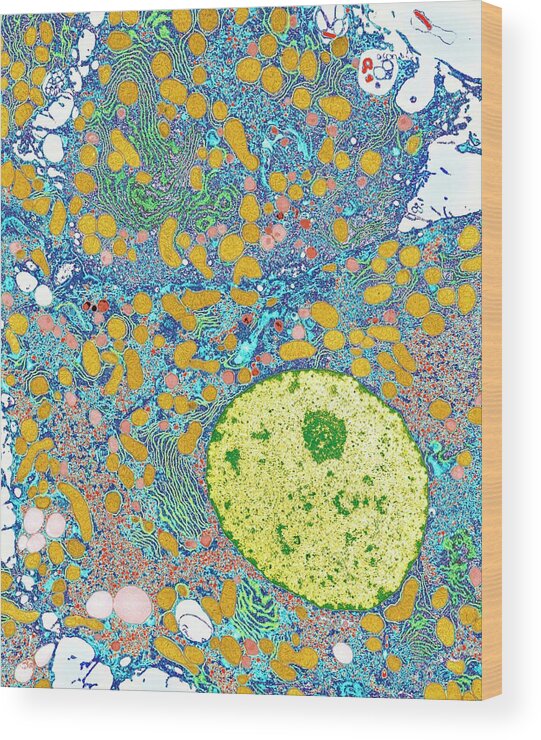 Hepatocyte Wood Print featuring the photograph Liver Cells by Medimage/science Photo Library