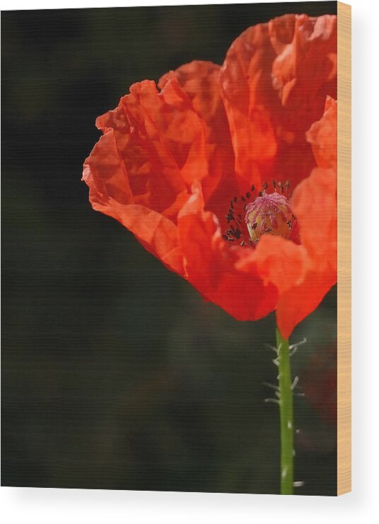 Poppy Wood Print featuring the photograph Lone Poppy by Steven Milner
