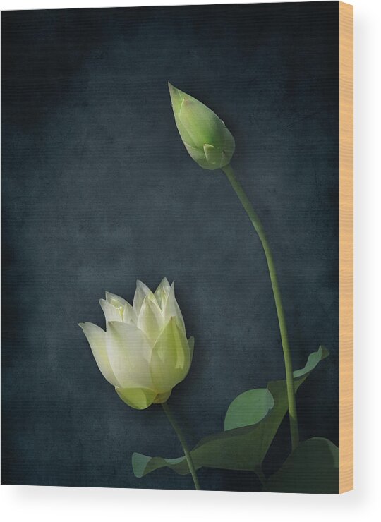 Nature Wood Print featuring the photograph Lotus Bud and Bloom by Deborah Smith