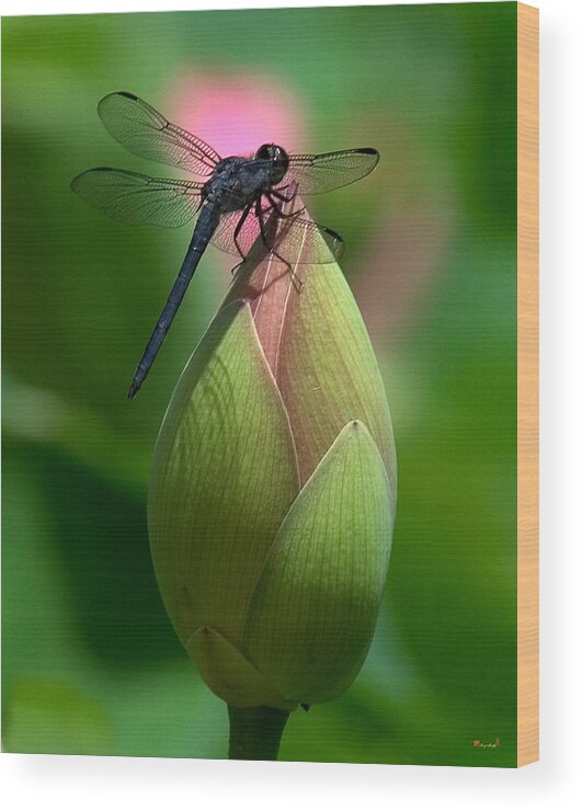 Lotus Bud Wood Print featuring the photograph Lotus Bud and Slatey Skimmer Dragonfly DL006 by Gerry Gantt