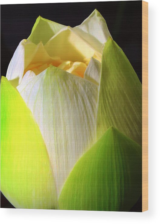 Lotus Wood Print featuring the photograph Lotus by Kara Stewart