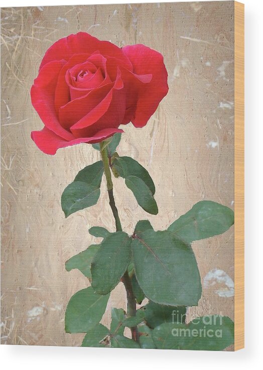 Red Rose Wood Print featuring the photograph Love is Like a Red Red Rose by Janette Boyd