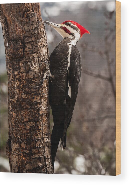 Male Pileated Woodpecker Wood Print featuring the photograph Male Pileated Woodpecker 3 by Lara Ellis