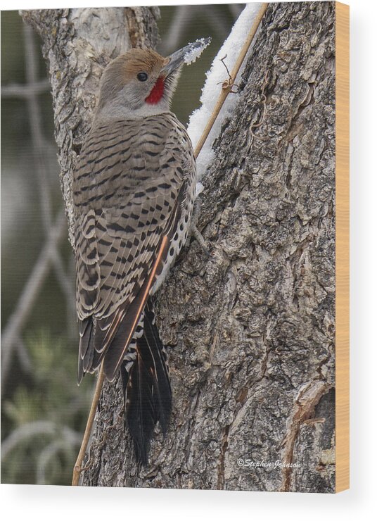 Red-shafted Northern Flicker Wood Print featuring the photograph Male Red-shafted Northern Flicker by Stephen Johnson