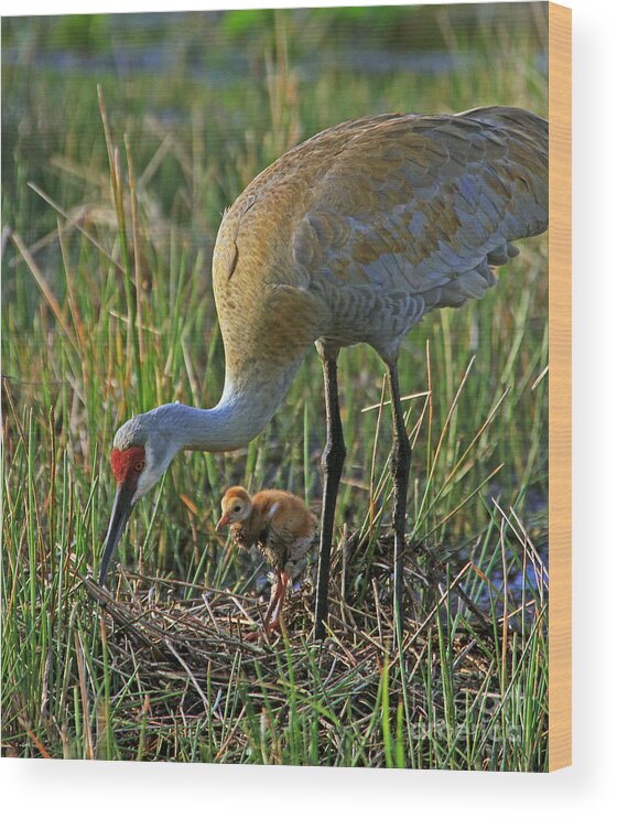 Sandhill Crane Wood Print featuring the photograph Sandhill Crane with Colt by Larry Nieland