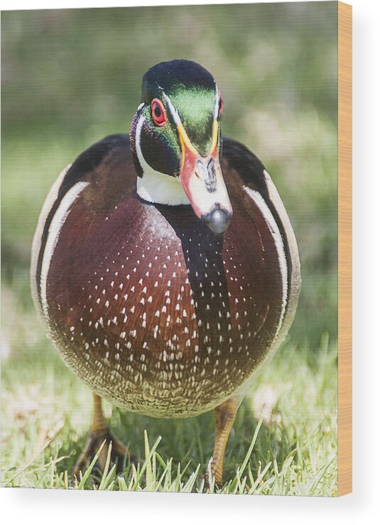 Photography Wood Print featuring the photograph Male Wood Duck 2 by Lee Kirchhevel