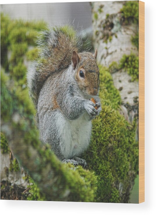 Squirrel Wood Print featuring the photograph Man this is good by Ron Roberts