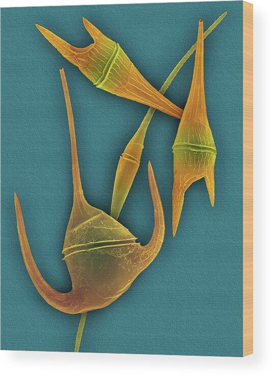 24991b Wood Print featuring the photograph Marine Dinoflagellates (ceratium Spp.) by Dennis Kunkel Microscopy/science Photo Library