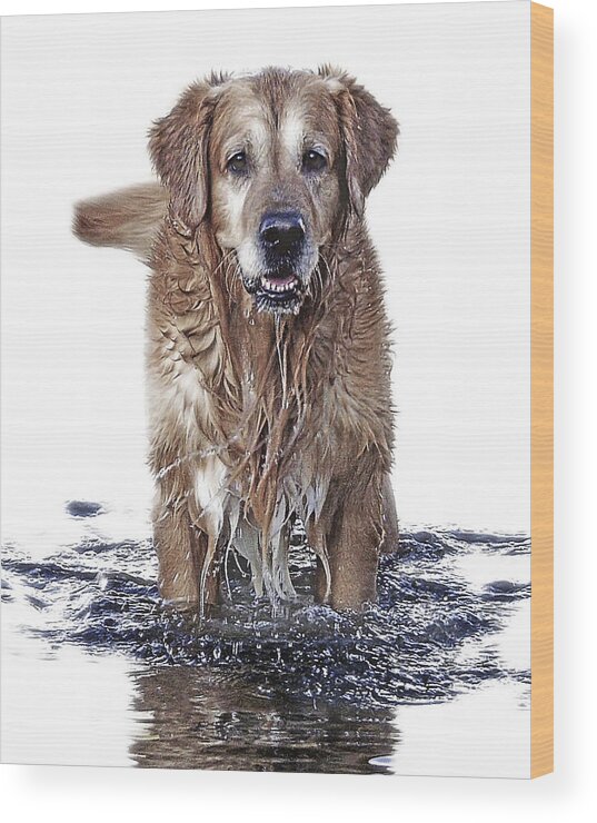 Dog Wood Print featuring the photograph Master Of Wet Elements by Joachim G Pinkawa