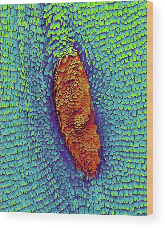 99771b Wood Print featuring the photograph Monarch Butterfly Wing by Dennis Kunkel Microscopy/science Photo Library