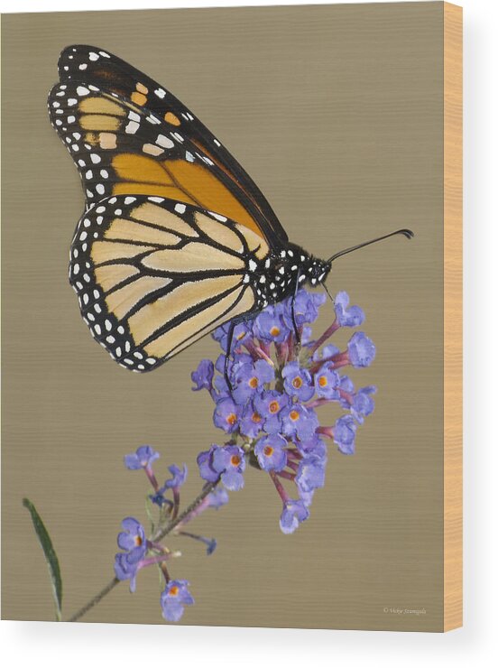 Butterfly Wood Print featuring the photograph Monarch by Vickie Szumigala