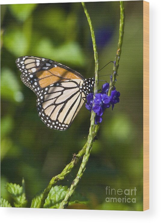 Monark Butterfly Wood Print featuring the photograph Monark Butterfly No.1 by John Greco