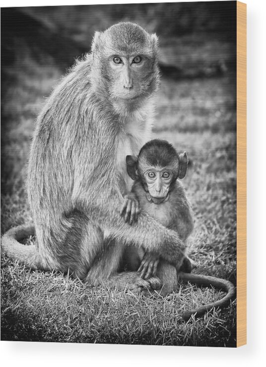 3scape Wood Print featuring the photograph Mother and Baby Monkey Black and White by Adam Romanowicz