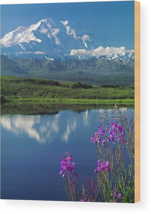 Mt. Mckinley Wood Print featuring the photograph 1M1311-Mt. McKinley Reflect and Fireweed by Ed Cooper Photography