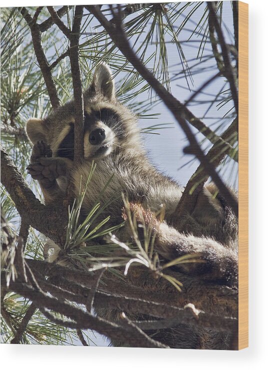 Raccoon Wood Print featuring the photograph Nap Time by Paul Riedinger