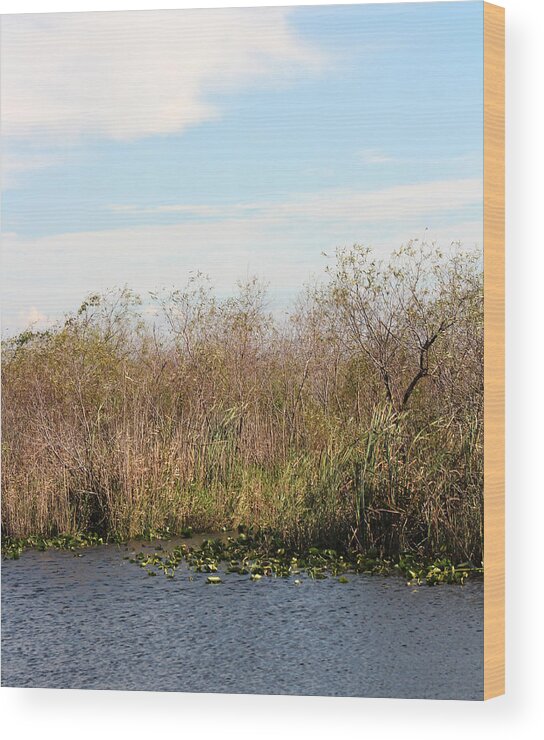 Florida Everglades Wood Print featuring the photograph Nature Show by Audrey Robillard