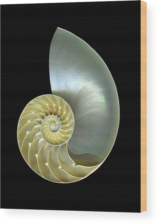 Mollusk Wood Print featuring the photograph Nautilus Shell Macro Closeup Isolated by Csphoto