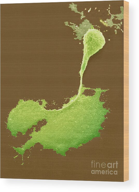 Science Wood Print featuring the photograph Nerve Cell With Axon And Growth Cone by Science Source