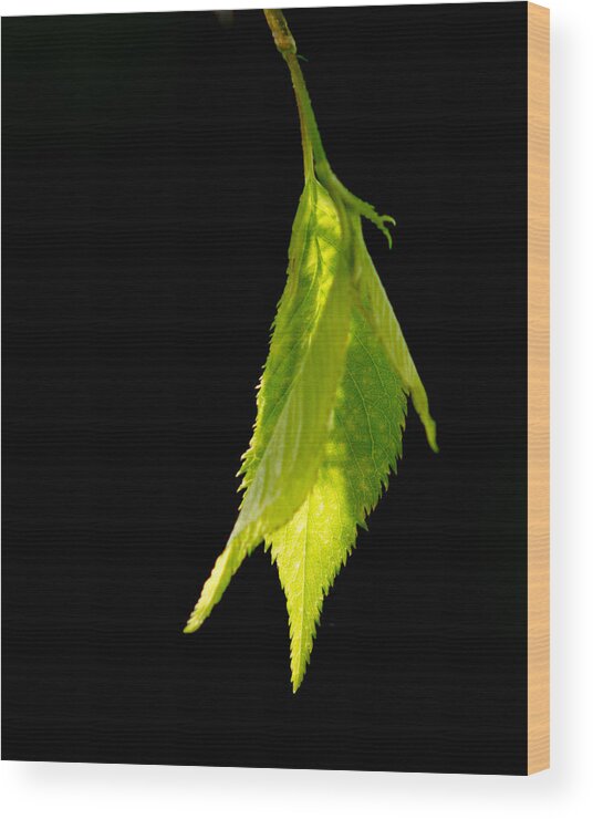 Leaf Wood Print featuring the photograph New Life by Ron Roberts