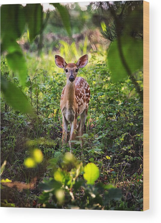 Whitetail Fawn Wood Print featuring the photograph Newborn Fawn by Michael Dougherty