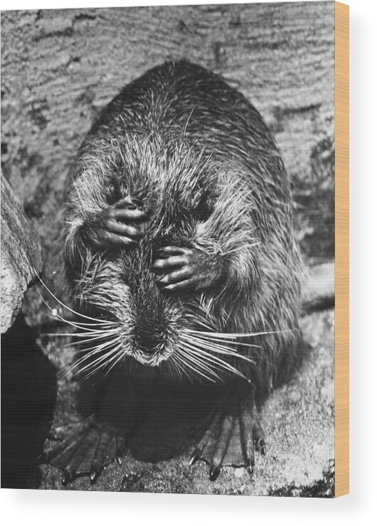 Animal Wood Print featuring the photograph Nutria Covering Its Eyes by Jeanne White
