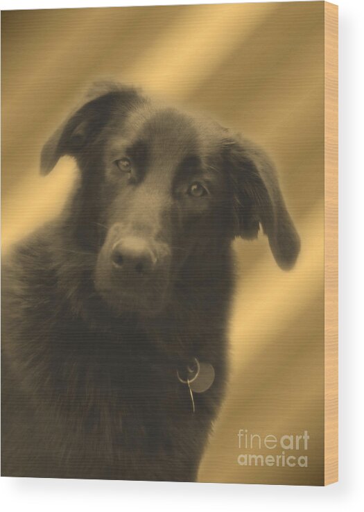 Dogs Wood Print featuring the photograph Old Soul Eyes by Smilin Eyes Treasures