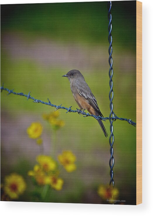 Say's Phoebe Wood Print featuring the photograph Say's Phoebe by Britt Runyon