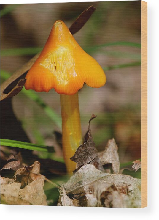 Orange Wood Print featuring the photograph Orange Fungi by David Pickett