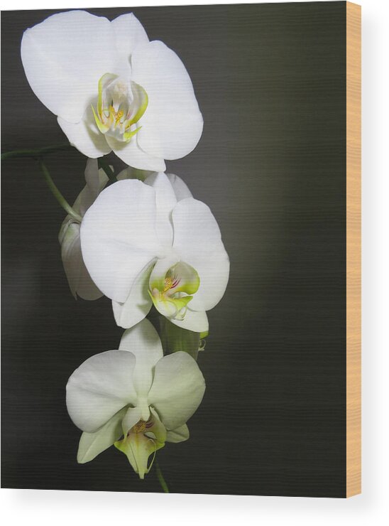 Orchids Wood Print featuring the digital art Orchids On Gray by Kathleen Illes