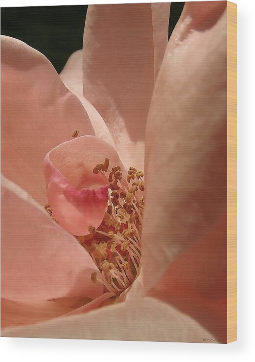 Floral Wood Print featuring the photograph Pale Rose Canyon by Deborah Smith