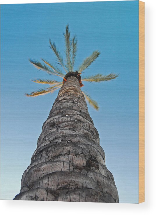 Blue Wood Print featuring the photograph Palm Tree Looking Up by Maggy Marsh