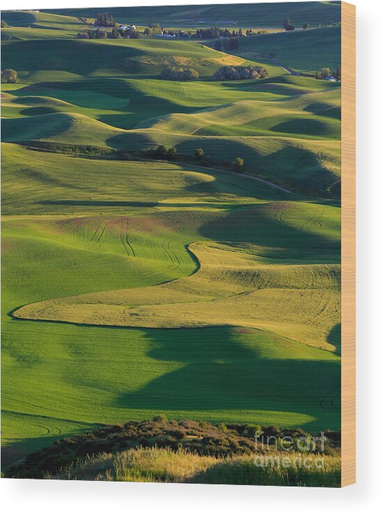 Agriculture Wood Print featuring the photograph Patterns of the Palouse by Bridget Calip