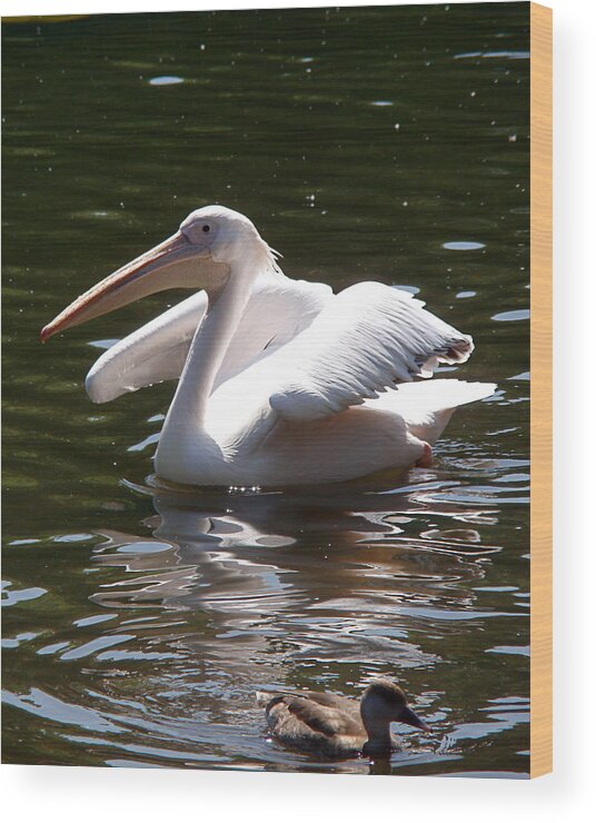 Great White Pelican Wood Print featuring the photograph Pelican and Friend by Rona Black
