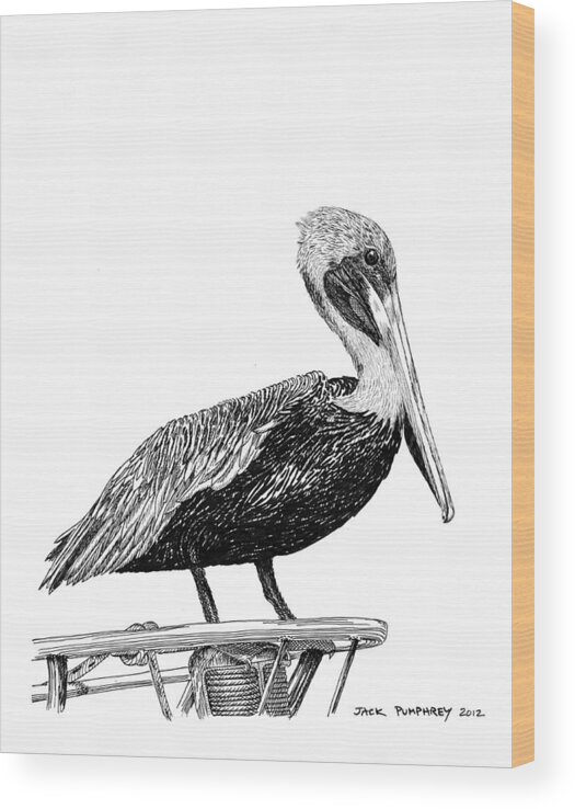 Priced Starting At $ 100.00 To $ 125.00 Wood Print featuring the drawing Monterey Pelican Pooping by Jack Pumphrey