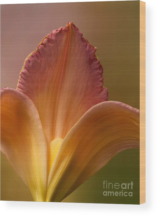 Pink Lily Wood Print featuring the photograph Petals of Lily by Kathi Mirto