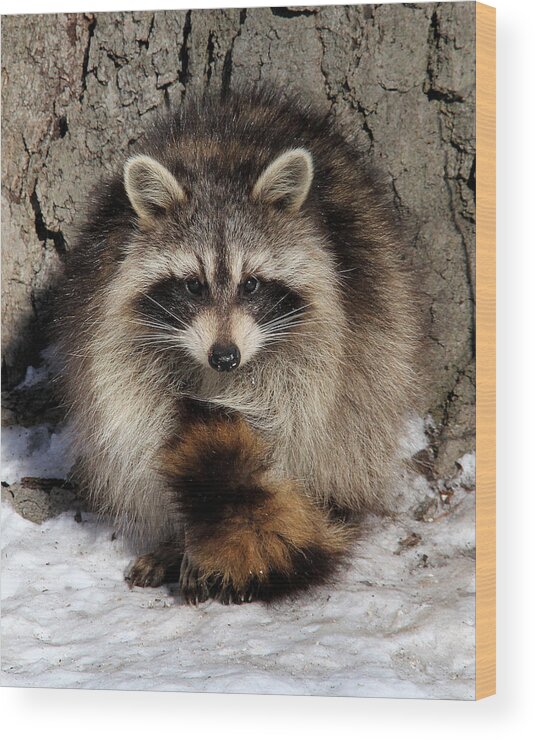 Raccoon Wood Print featuring the photograph Picture Perfect by Doris Potter