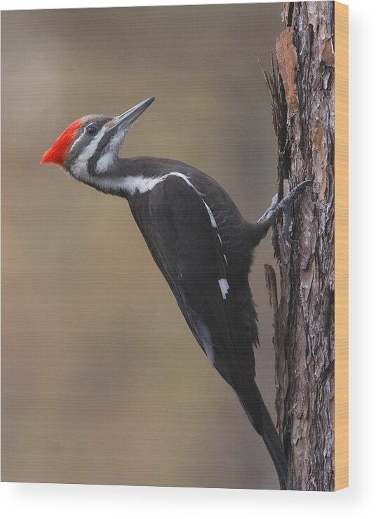 Woodpecker Wood Print featuring the photograph Pileated Woodpecker by Jim E Johnson