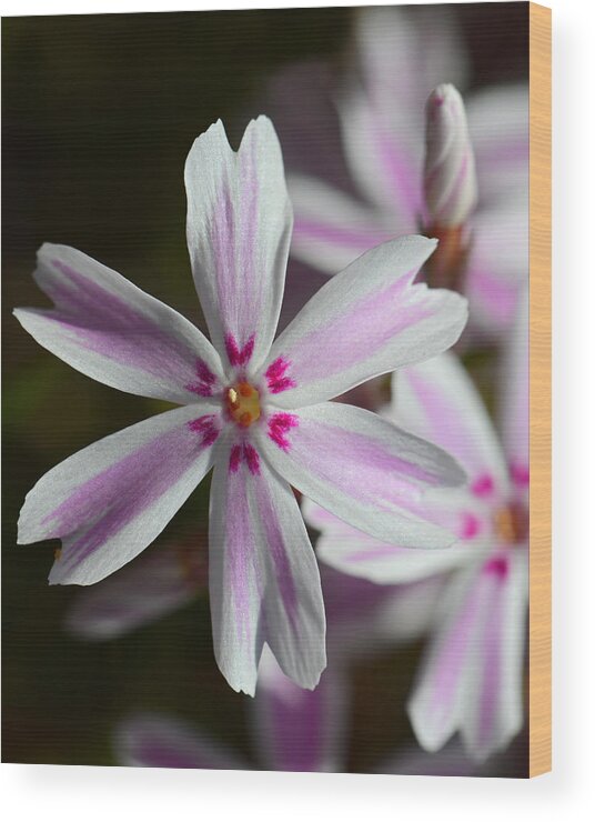 Flower Wood Print featuring the photograph Pink and White by Robert Mitchell
