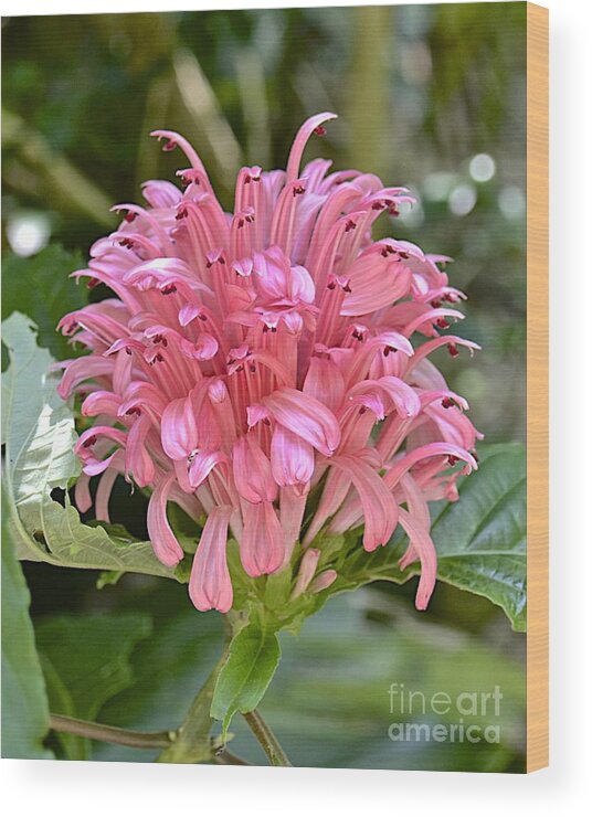 Flower Wood Print featuring the photograph Pink Perfection by Carol Bradley
