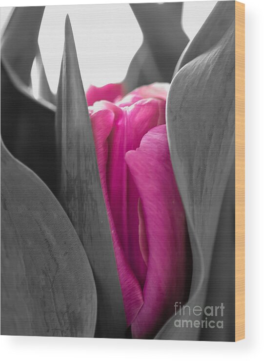 Tulip Wood Print featuring the photograph Pink Passion by Bianca Nadeau