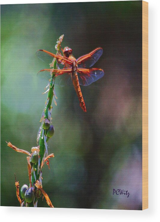Red Dragonfly Wood Print featuring the photograph Positive Forces by Patrick Witz