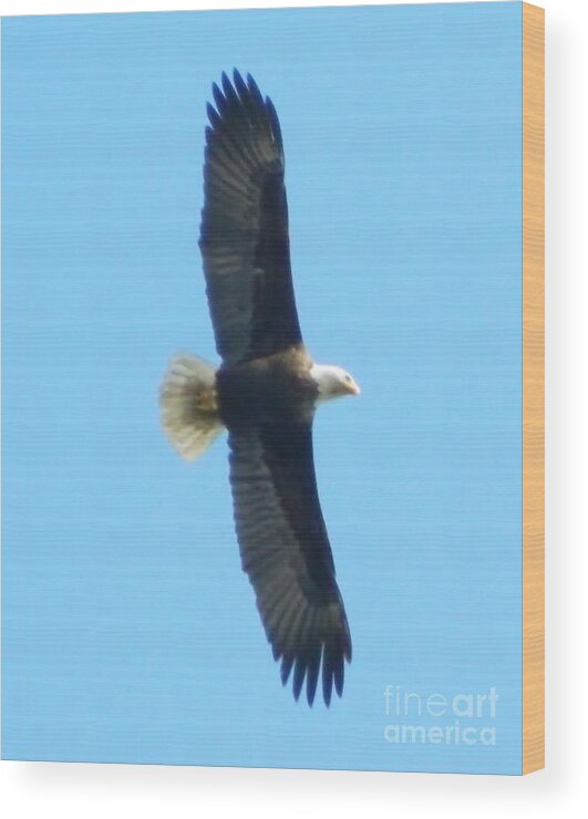 Eagle Wood Print featuring the photograph Powerful Elegance by Gallery Of Hope 