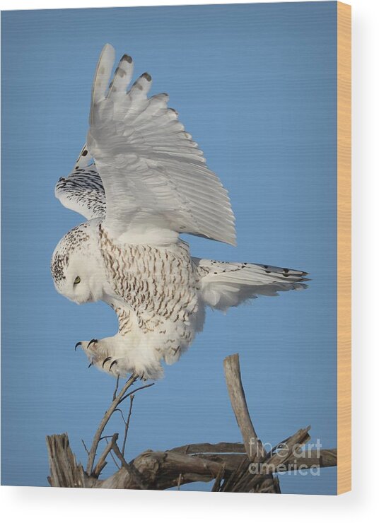 Snowy Owls Wood Print featuring the photograph Precision by Heather King