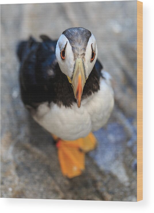 Puffin Wood Print featuring the photograph Pretty Puffin by Jennifer Casey